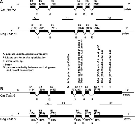 previous research showing similar deleltion