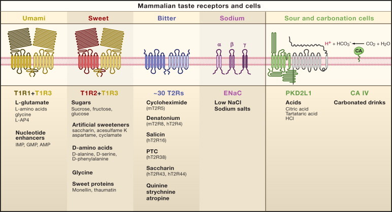 Schematic of mammalian taste reception