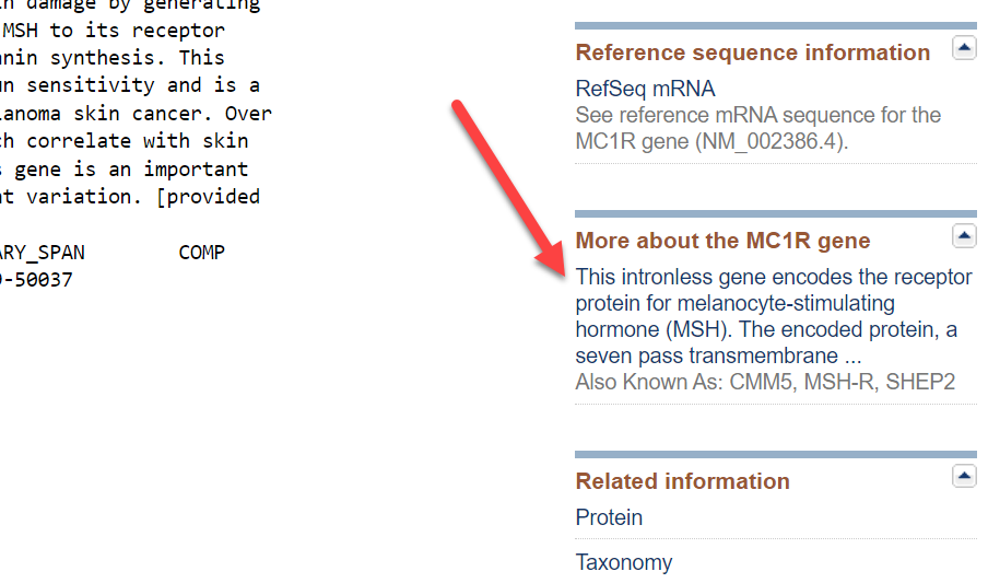 more about the MC1R gene