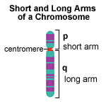 schromosome arms